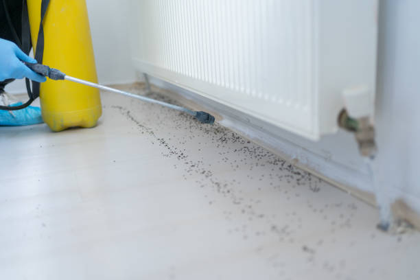 Best Affordable Pest Control Services  in Lovell, WY